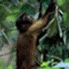 PARC AMAZONIEN DE GUYANE