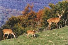 Cerf biche