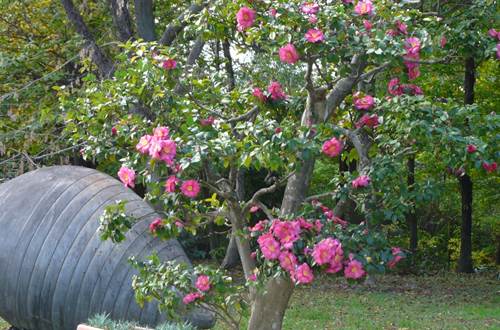 Parc Floral les Camellias Alès ©