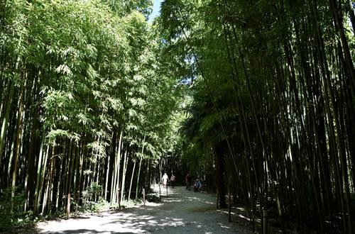 Bambouseraie en Cévennes ©