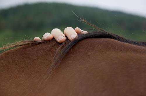 Coaching et méditation par le cheval © Coaching et méditation par le cheval